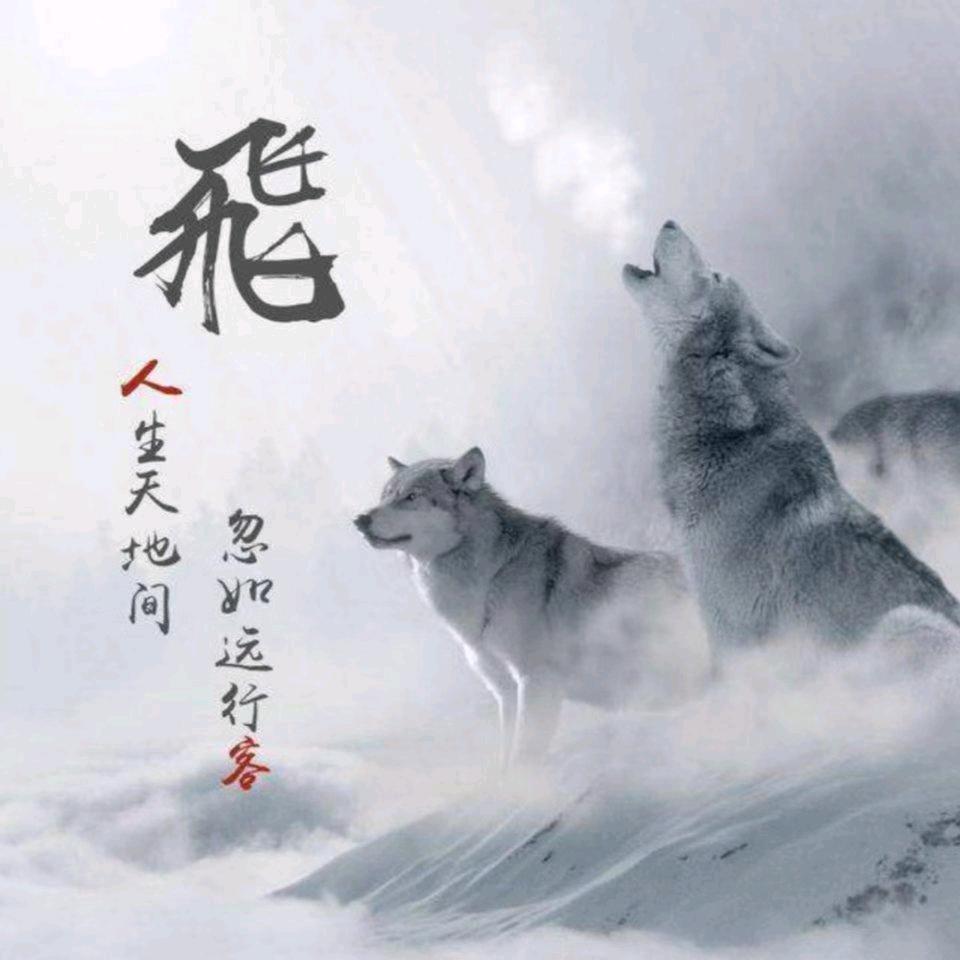 飞哥来啦