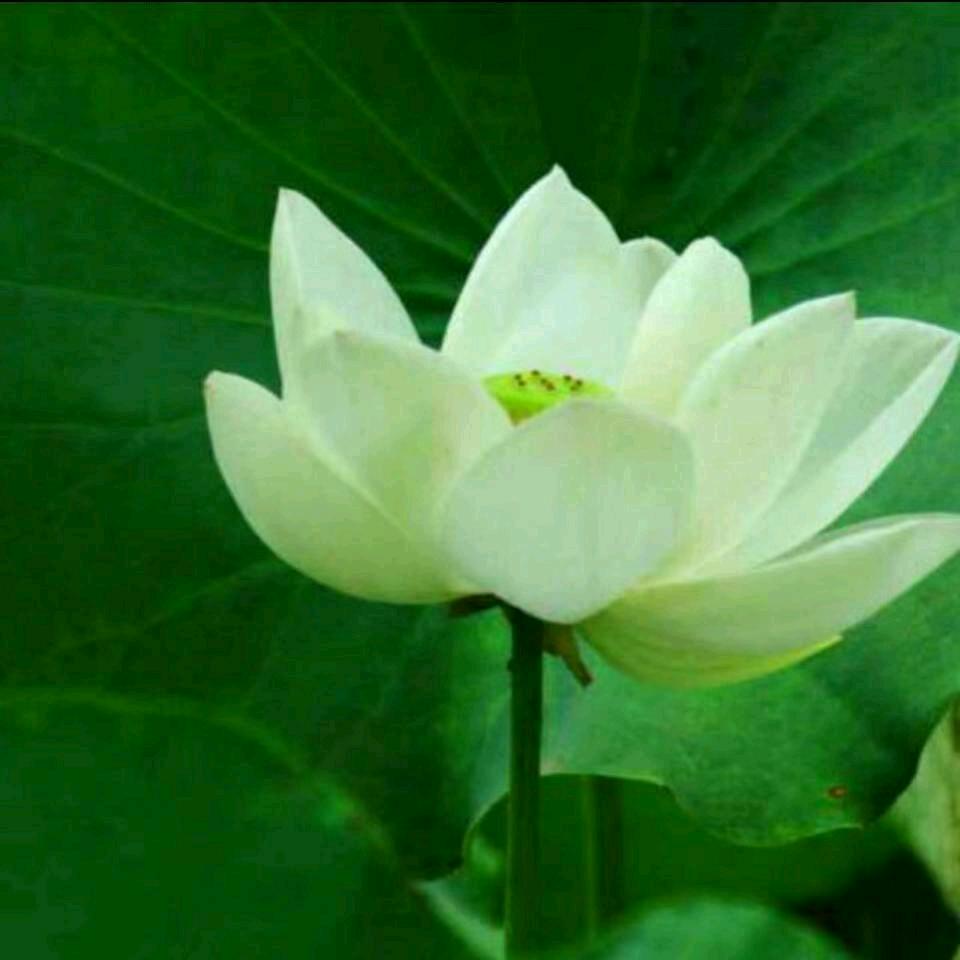 缘来的我