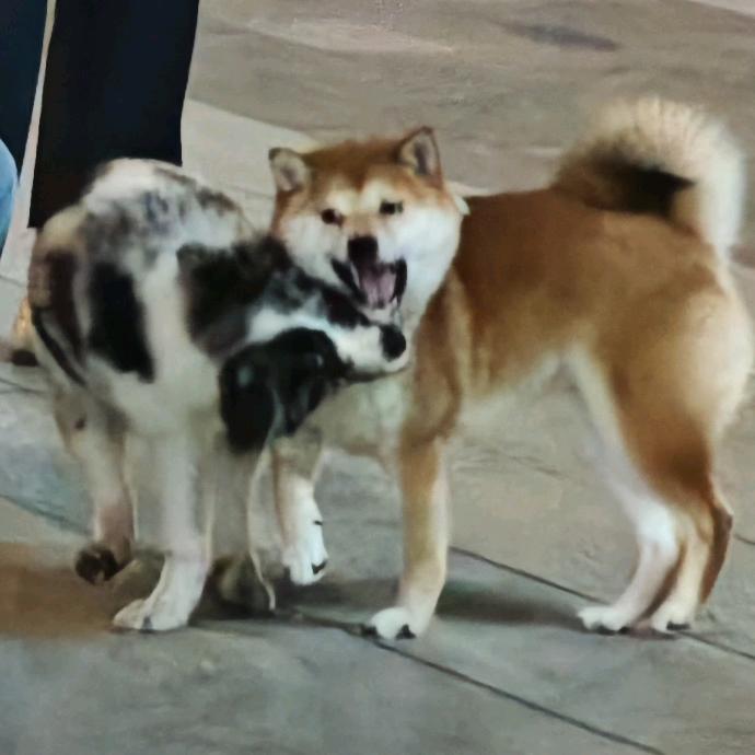 callme松sōng