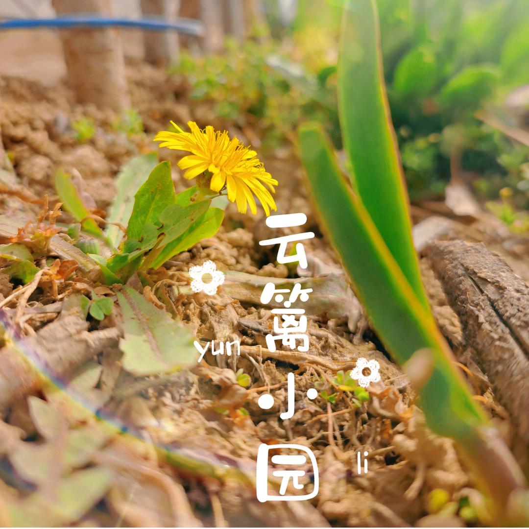 云篱