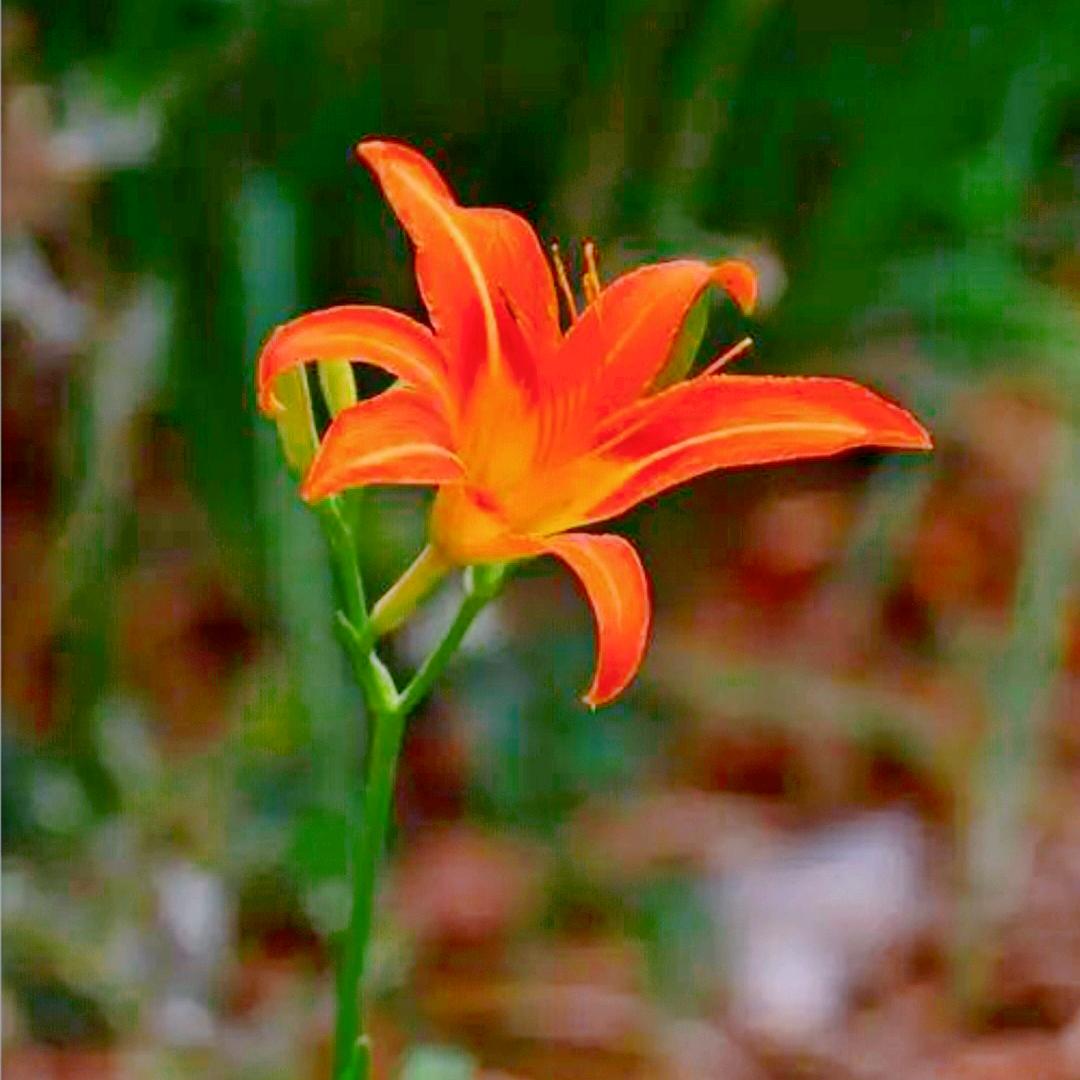 芦苇
