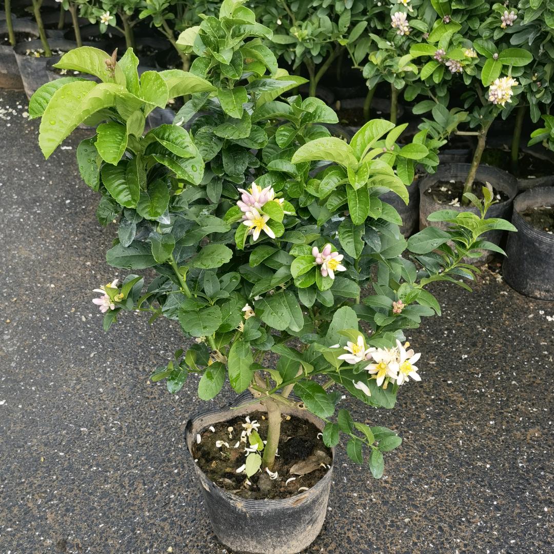 云滇蓝莓基地