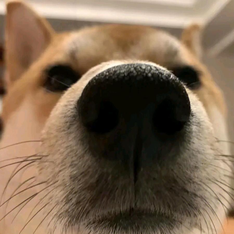 微乐狗剩