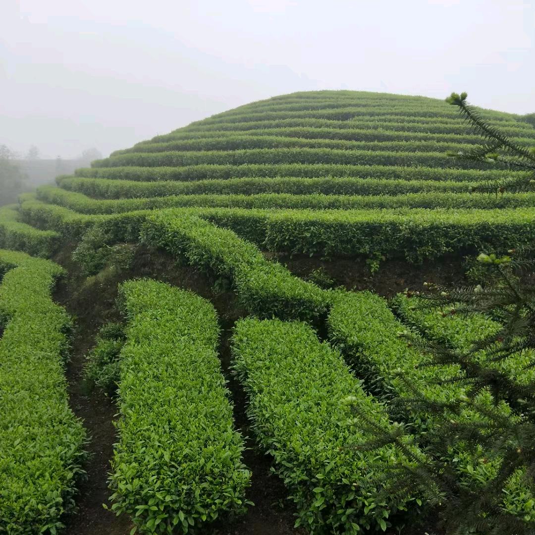 来又好茶店