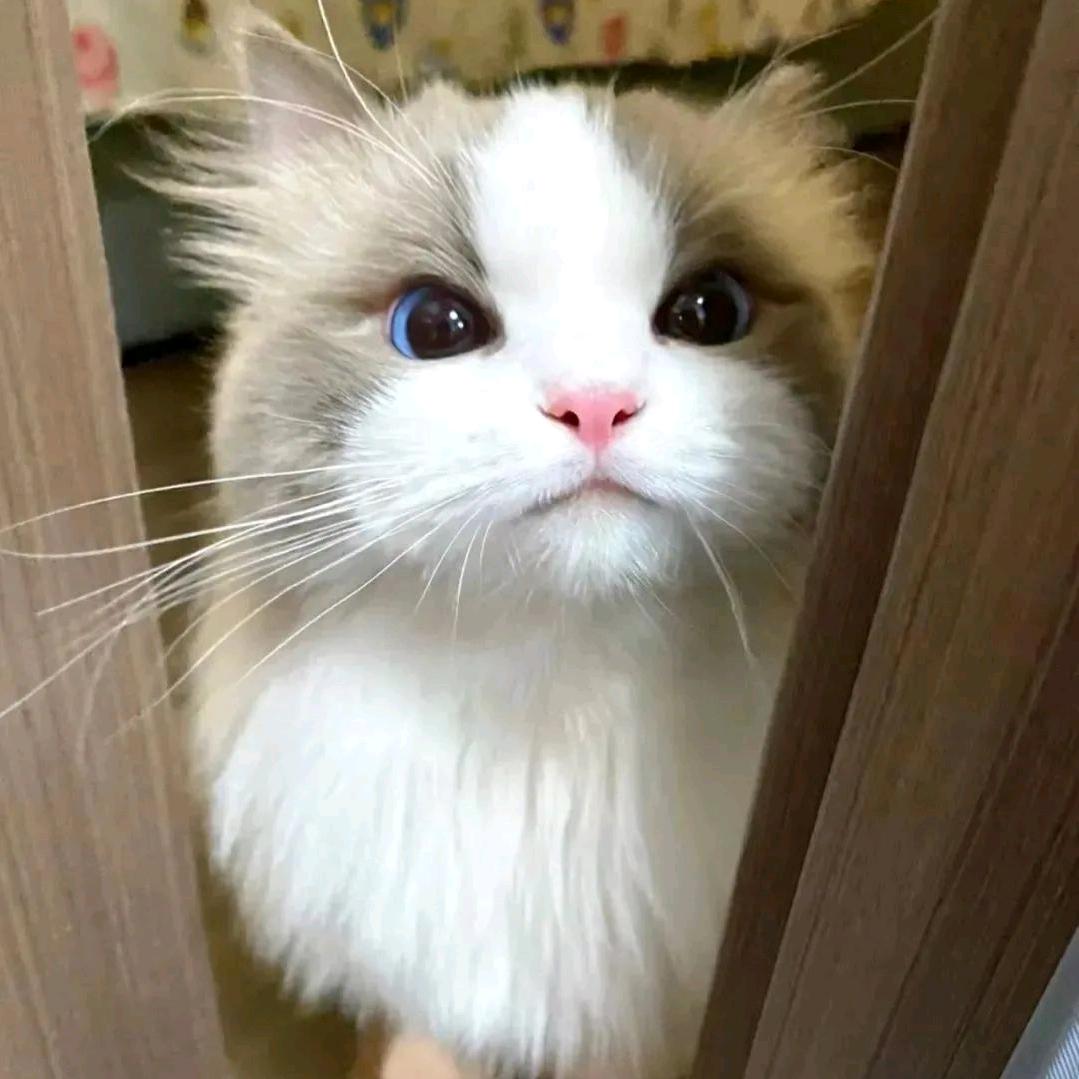 辞叶