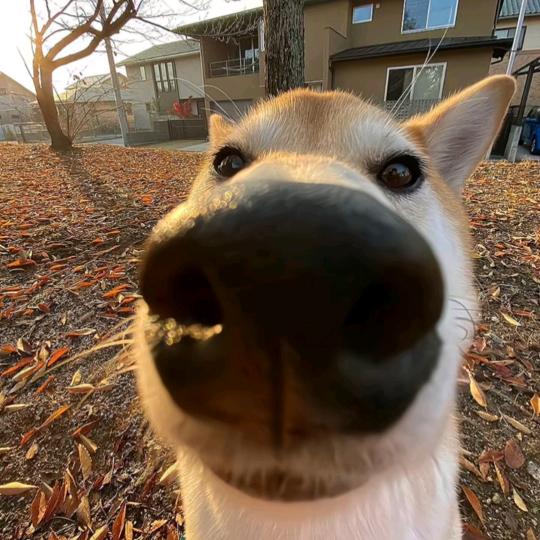狗蛋