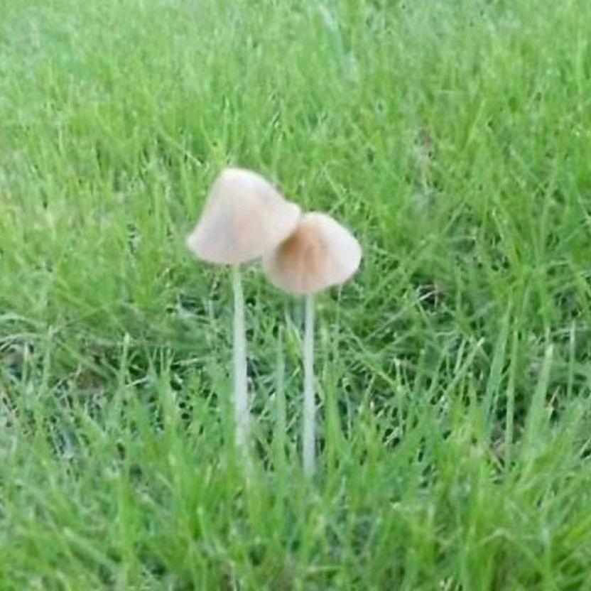 雾里看花🌸