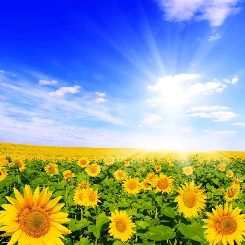 🍀随缘🌻