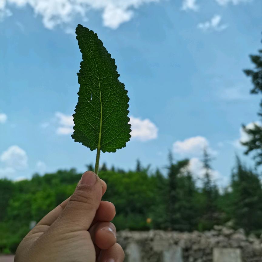 普达措
