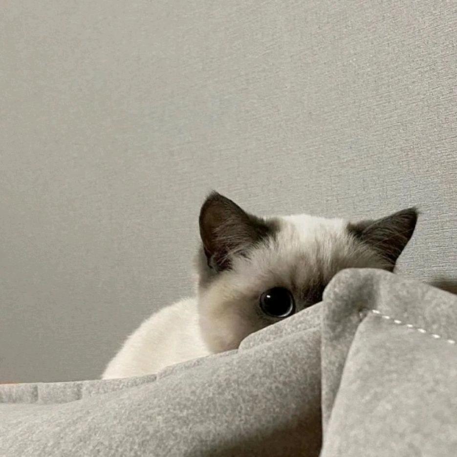 呆呆鱼
