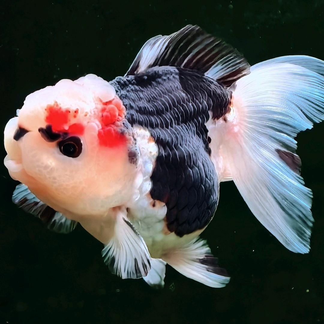 养鱼的杨