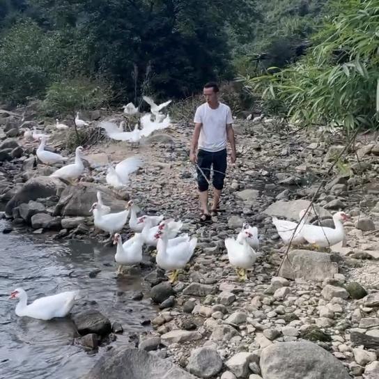 阿山溪水鸭