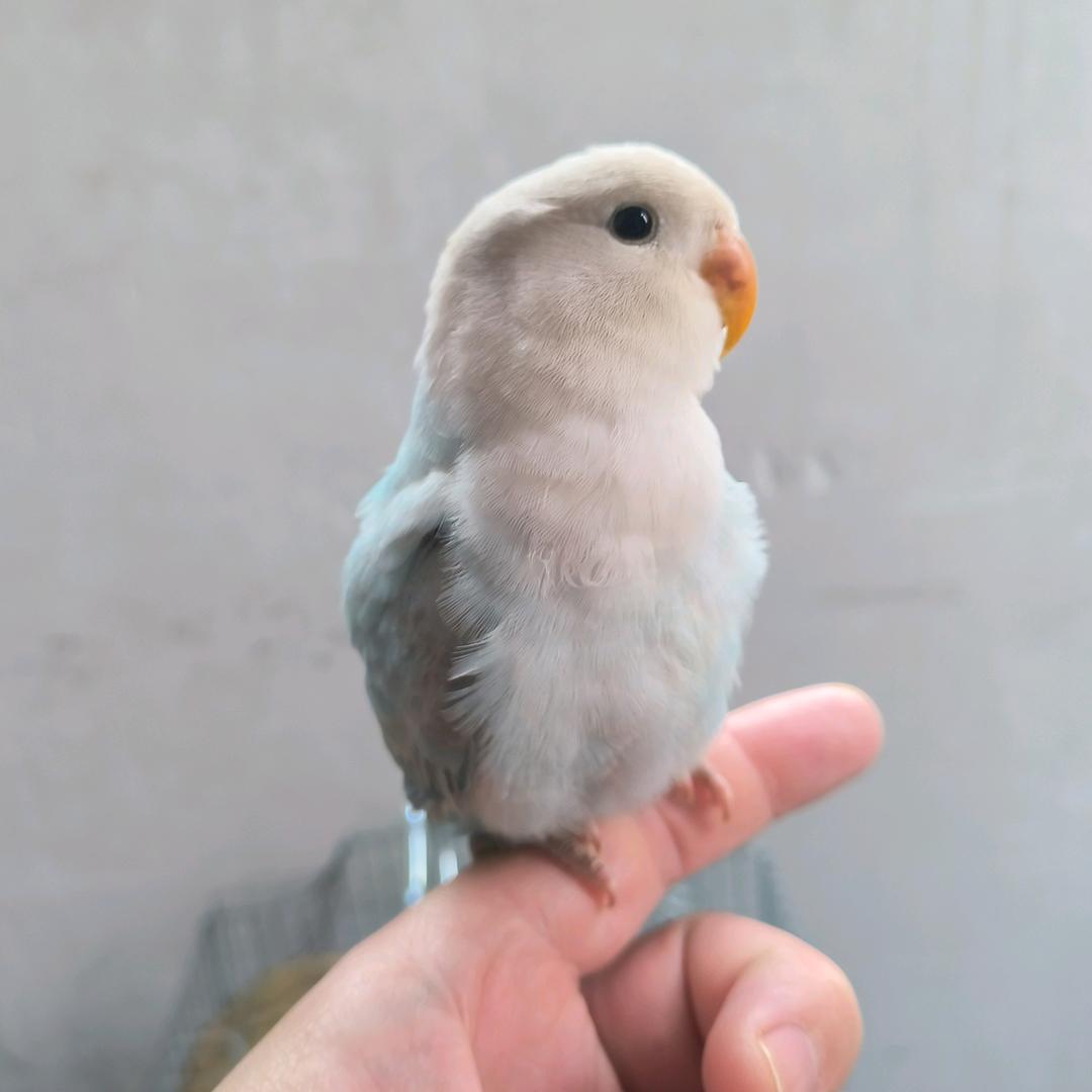 培根是只鸟