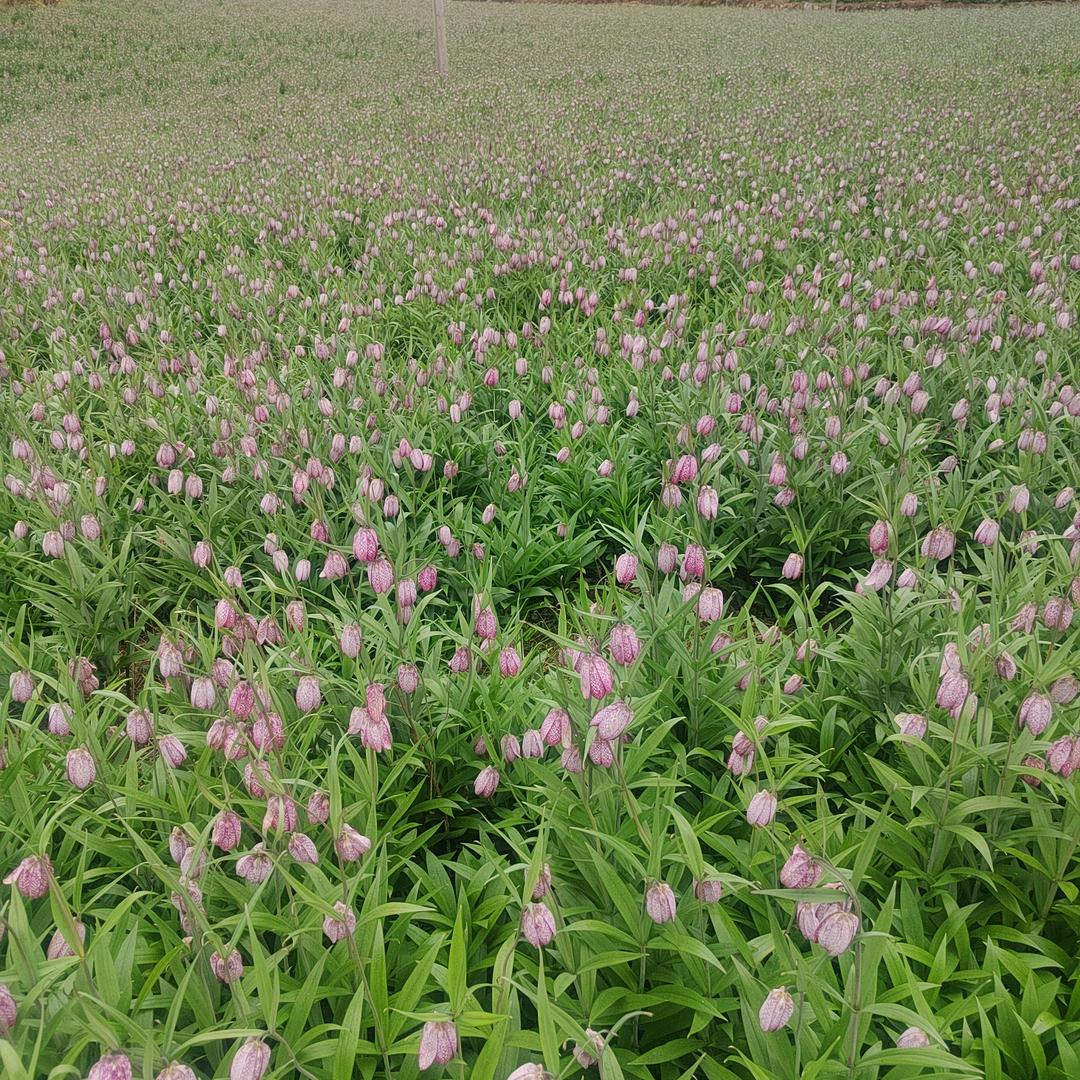 畅传药业邓姐