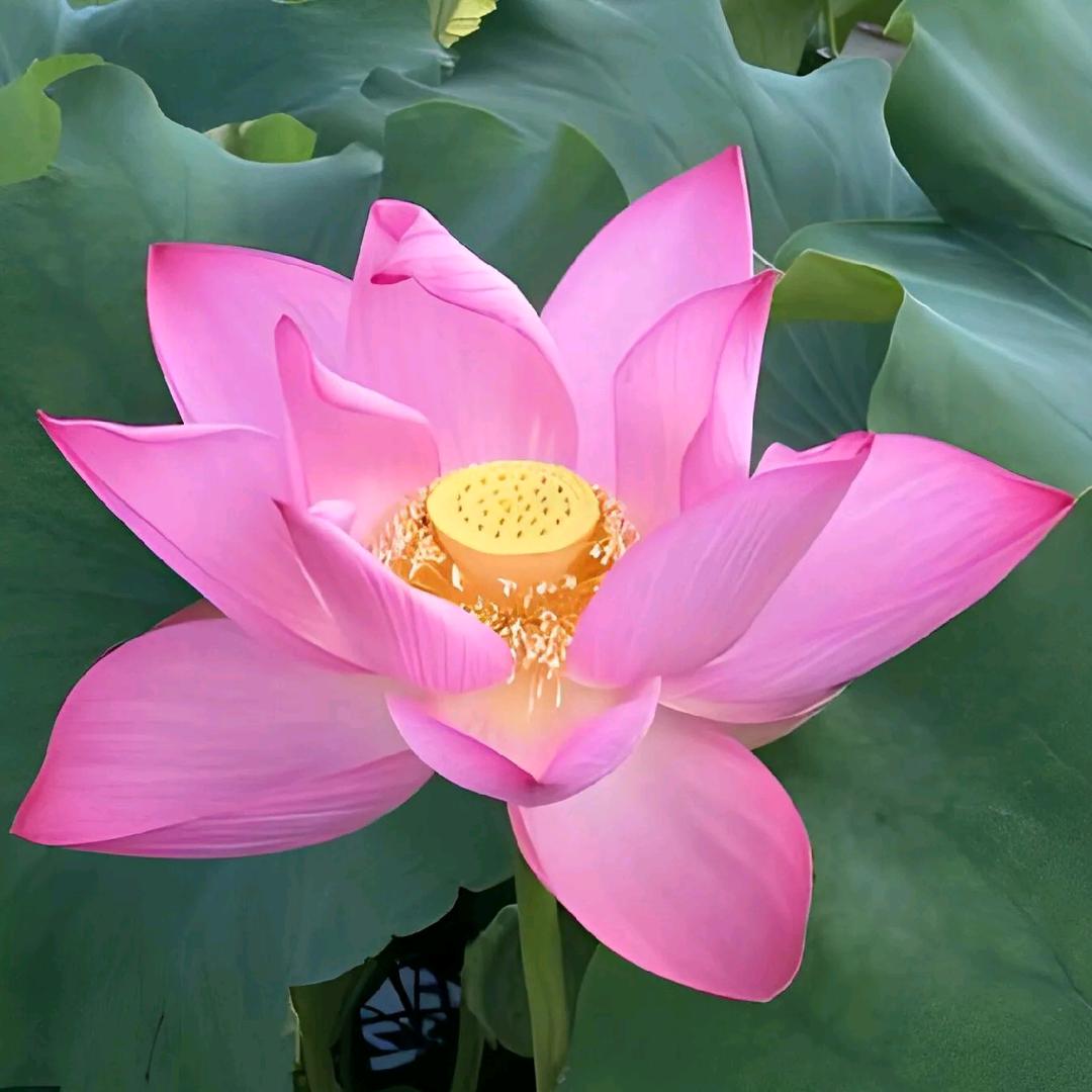 一生有你