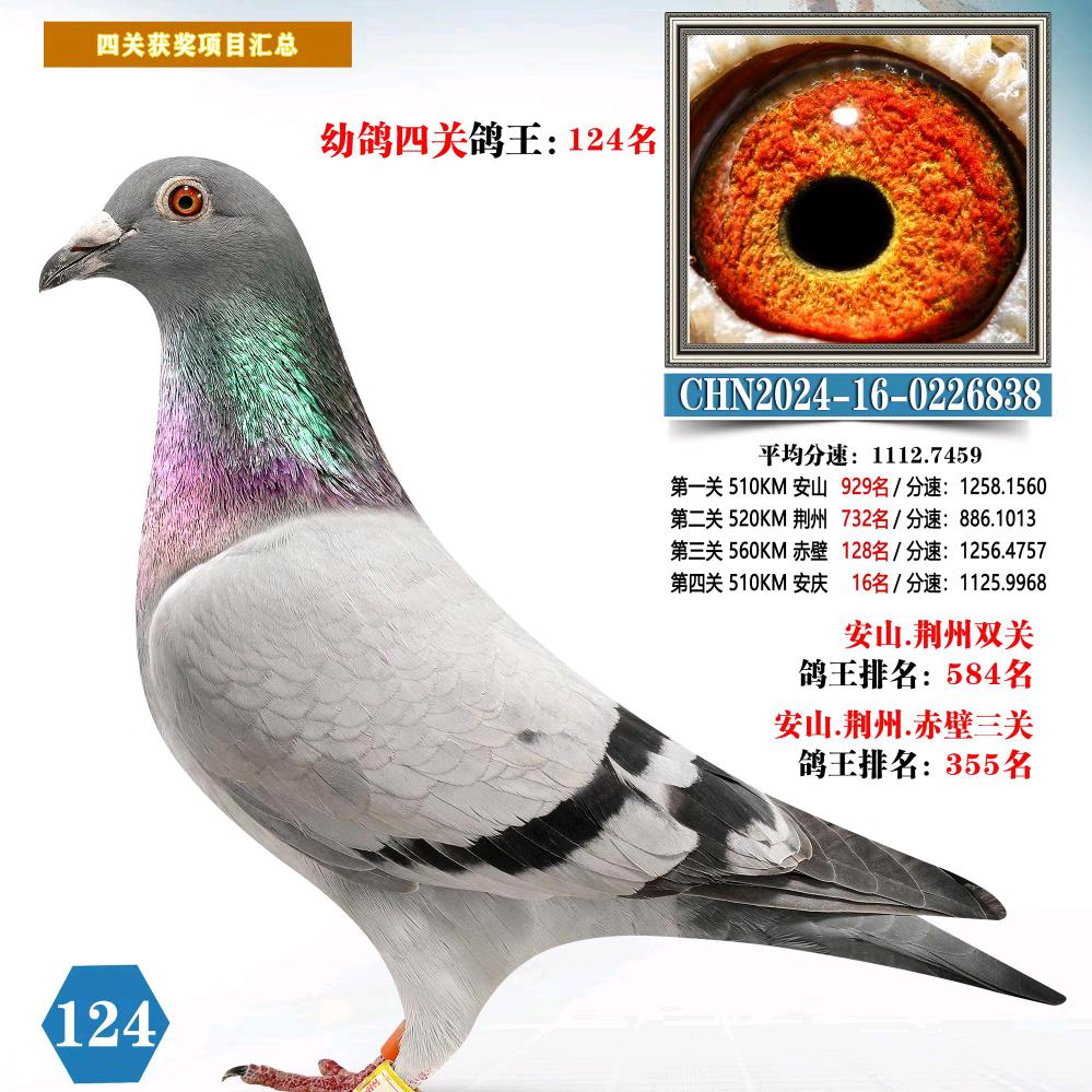 铭翔鸽舍：高峰宾