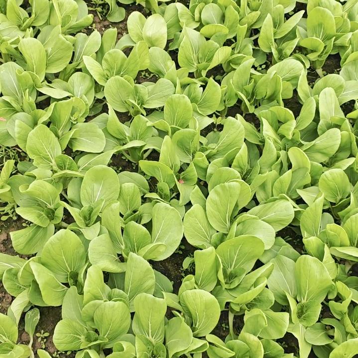 随缘 种菜
