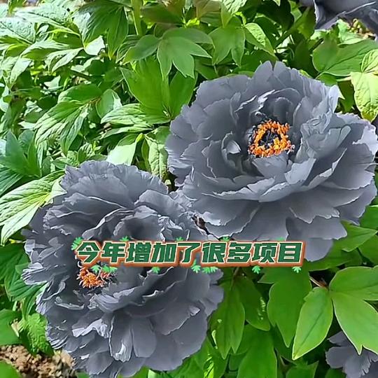 风雨无阻