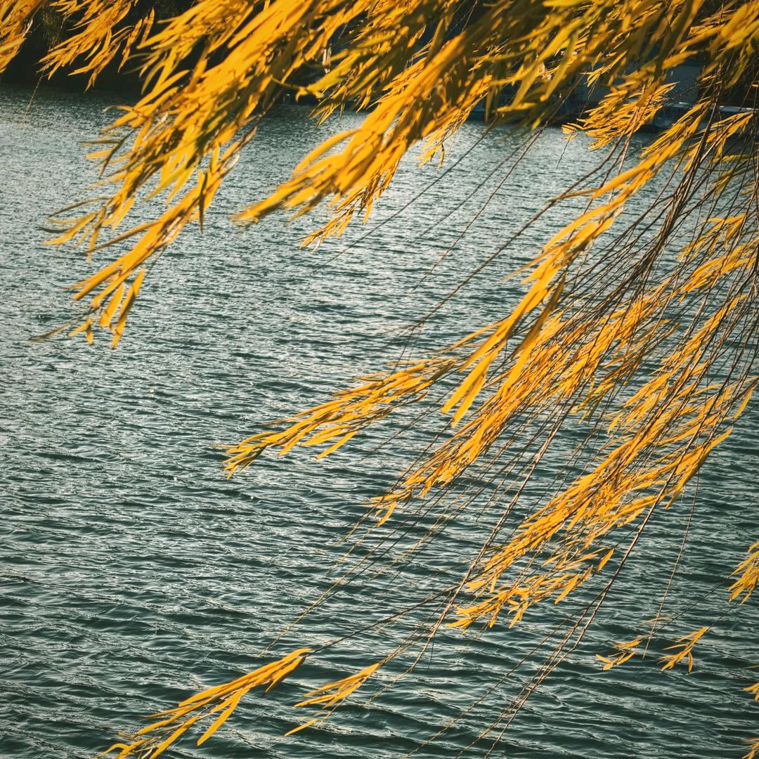 与我无瓜