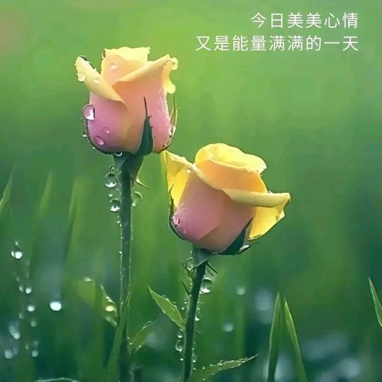 圆圆。