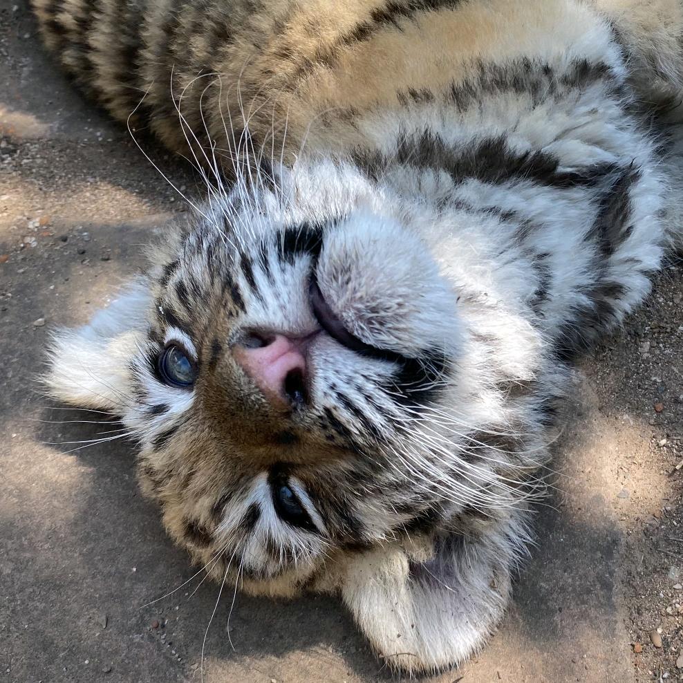 可爱生物观察员♥