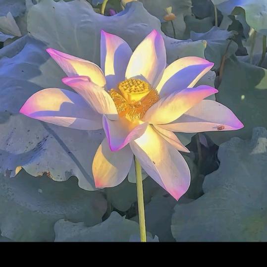 夕阳