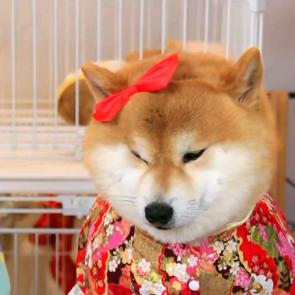 汪汪队柴犬-佳佳