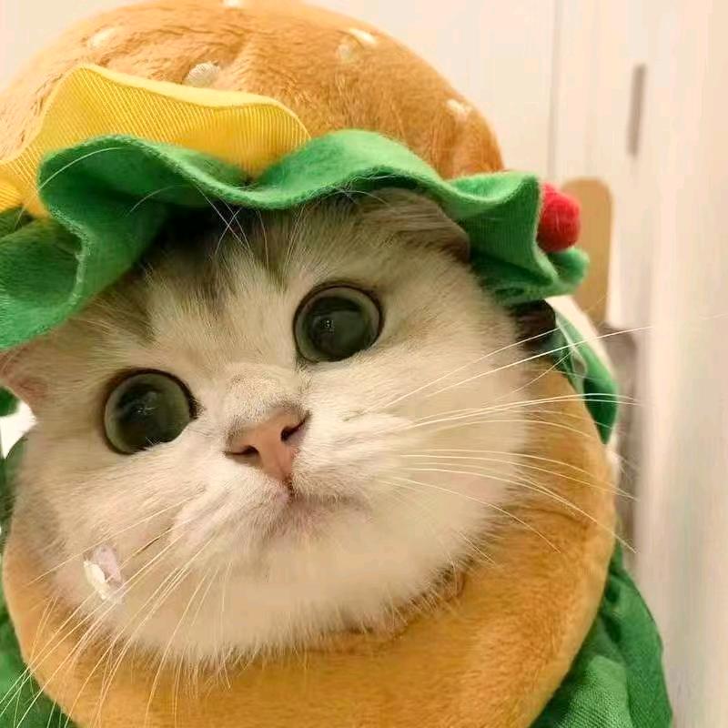 🐱好运萌宠🐶