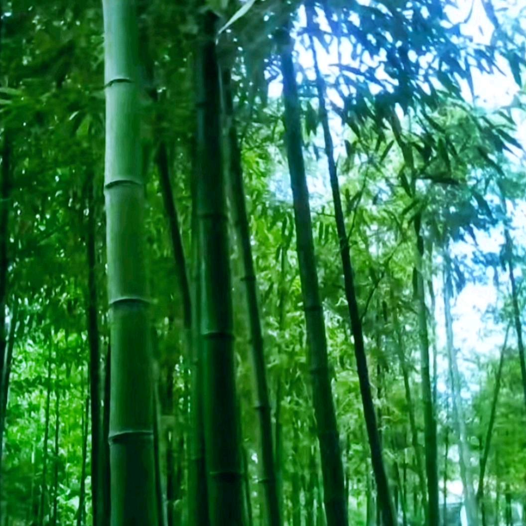 清水绿竹