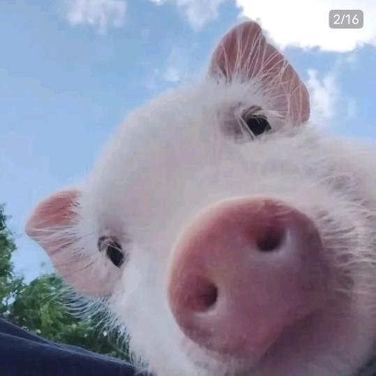 摸摸摸摸