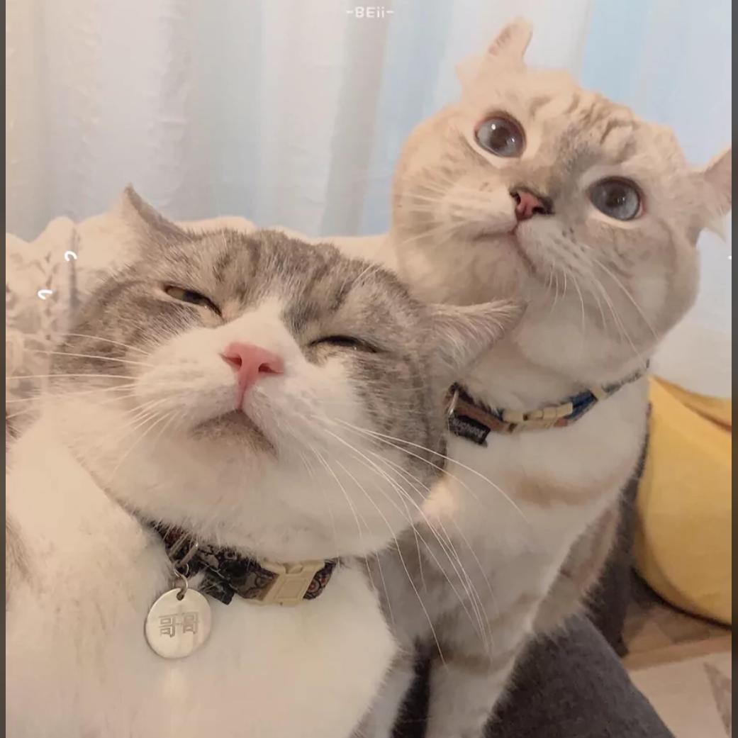 ٩๑´喵喵｀๑۶