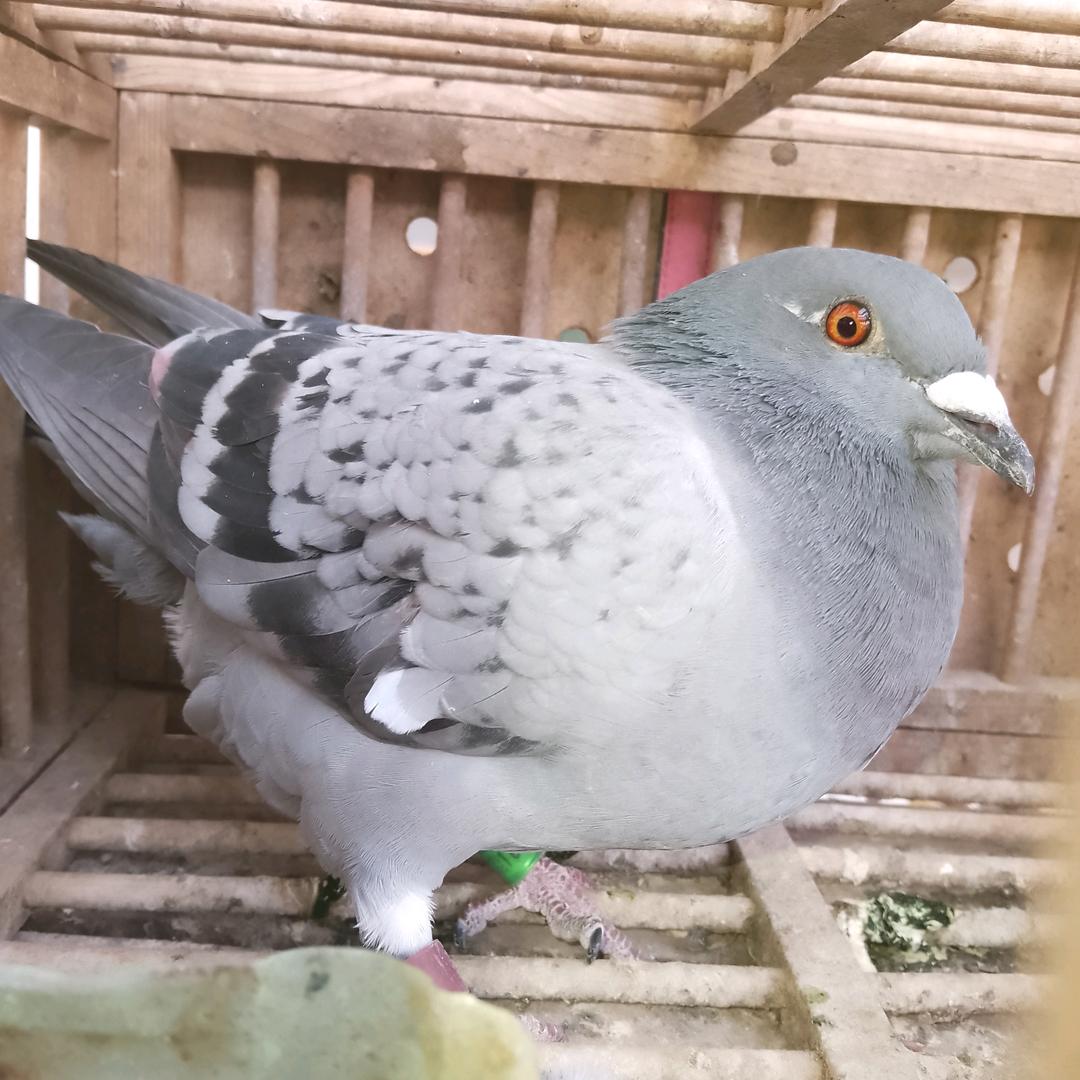 诚信鸽舍
