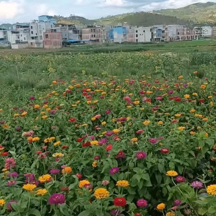 一往情深