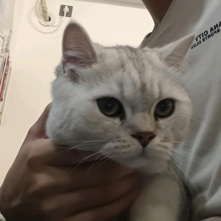 舒殷