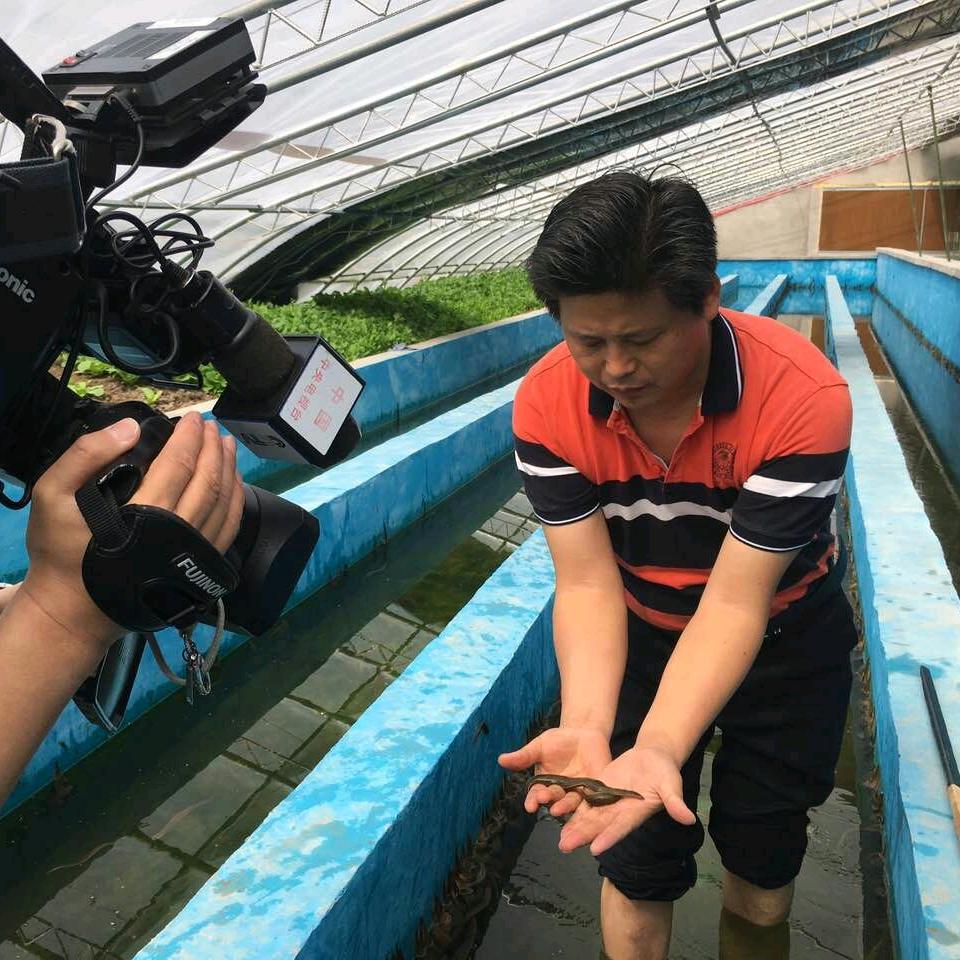 张长威养水蛭，蚂蟥