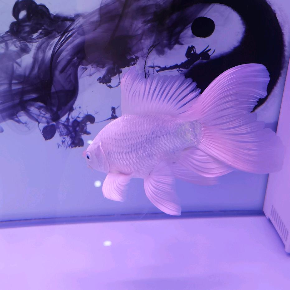风声水起