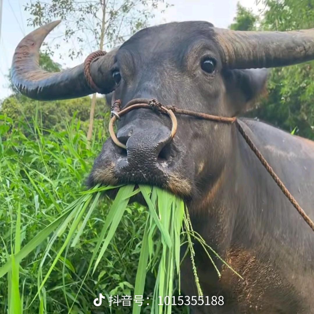 半老徐爷