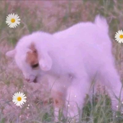 给生活比个叶女士