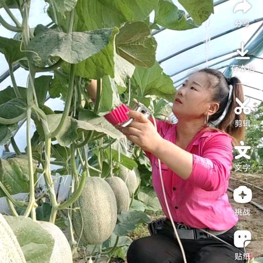 西瓜姐百亩农场