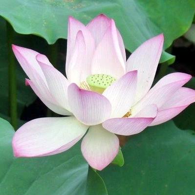 心静止水（橱窗好物）