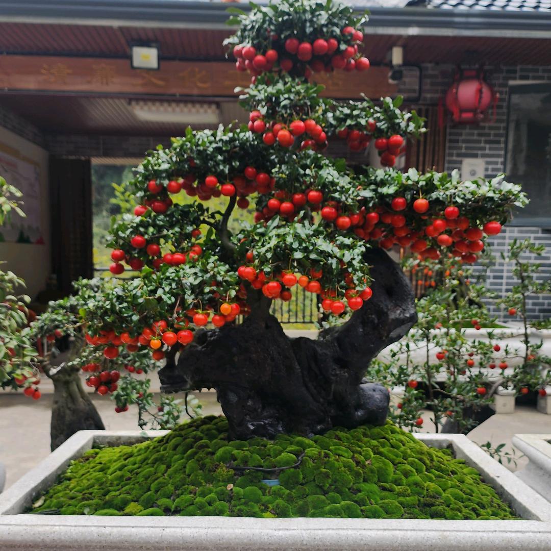 长阳艺廷盆景园