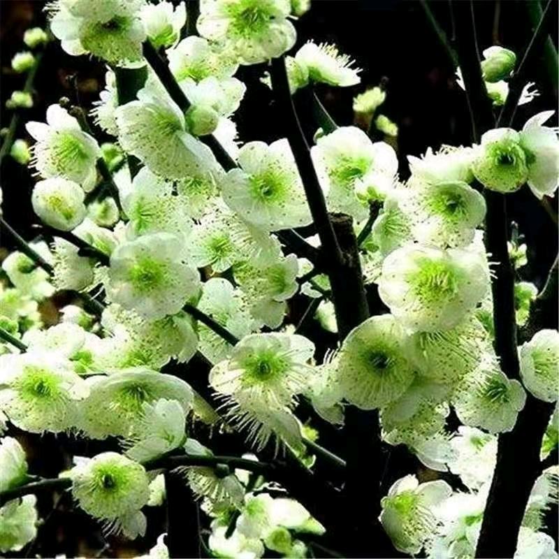 马奔花木基地