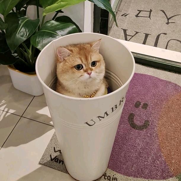 叉烧包