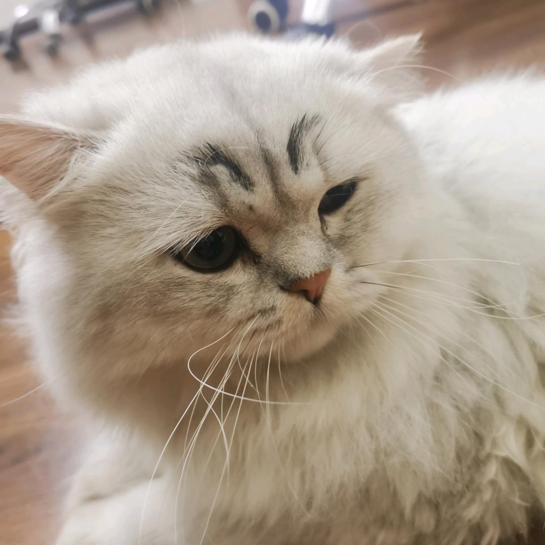 渣心道长。
