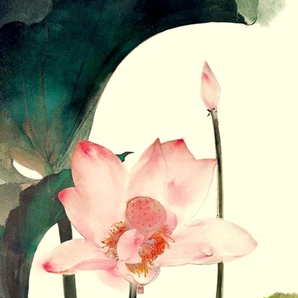 雨荷