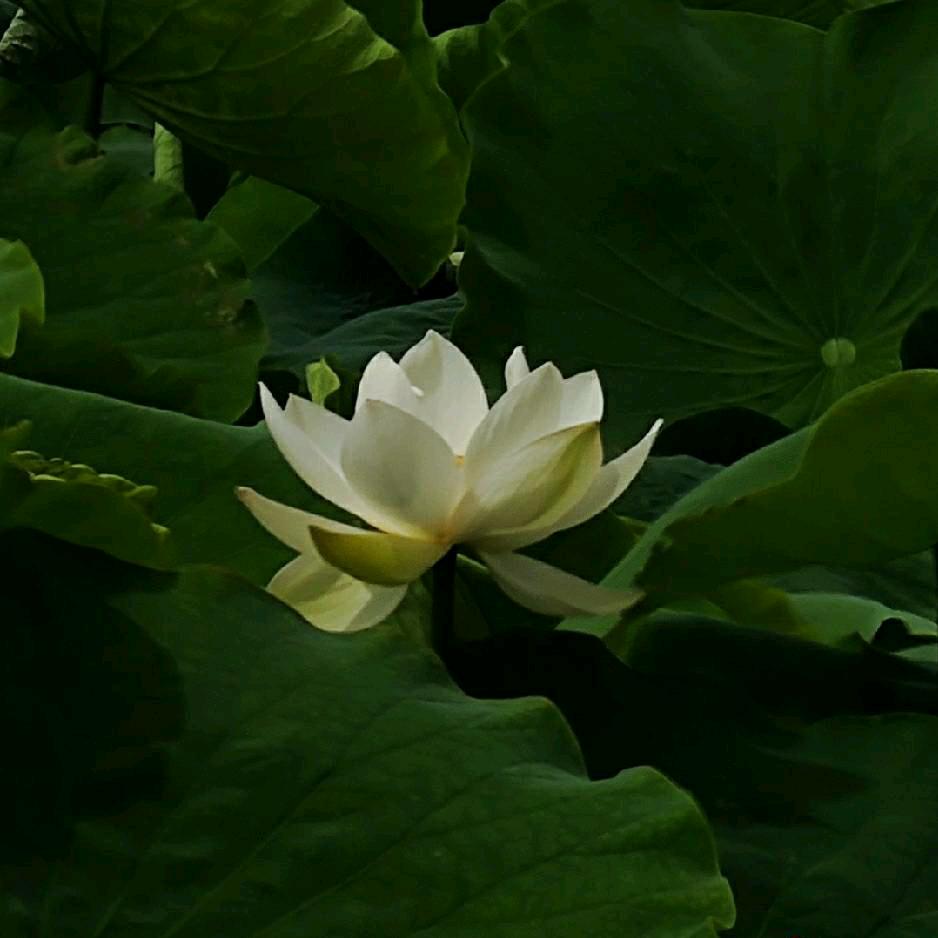 青山老甘