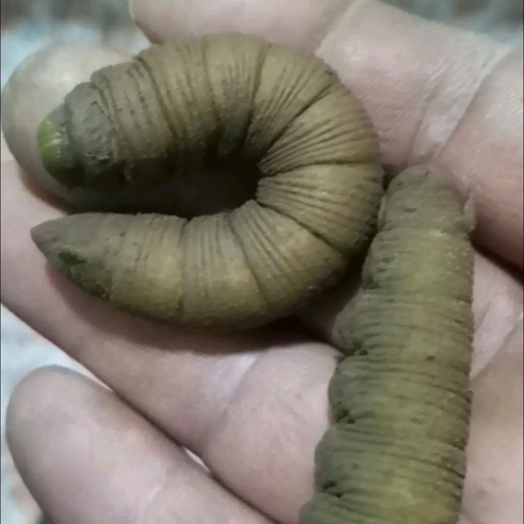 胶州市豆虫养殖基地