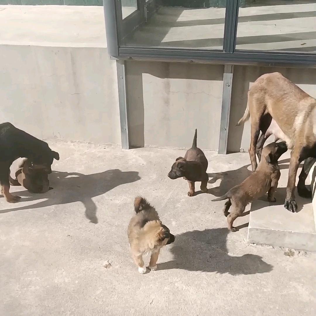 任哥犬舍罗威纳繁殖基地。