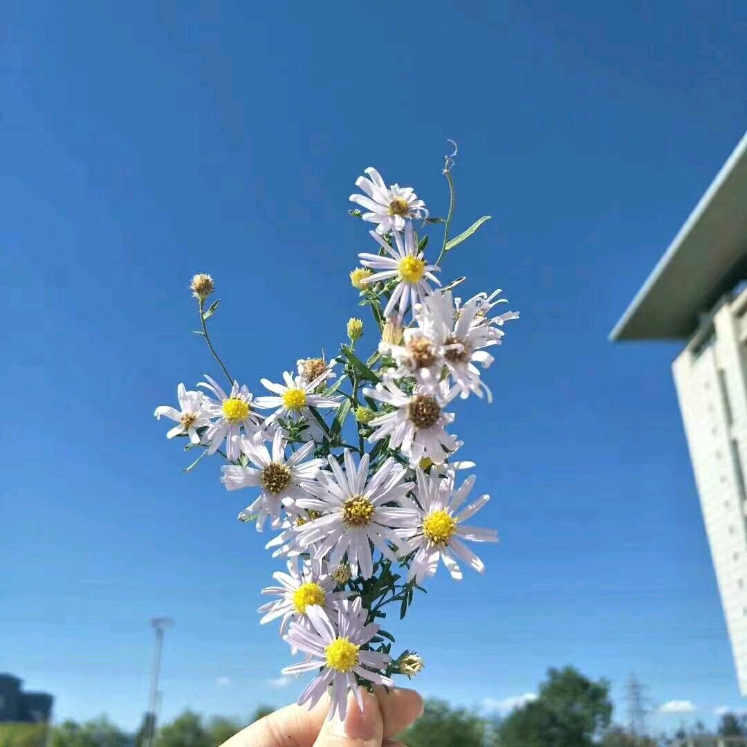 花开花落