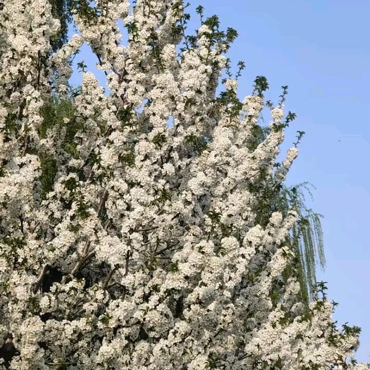 叶叶